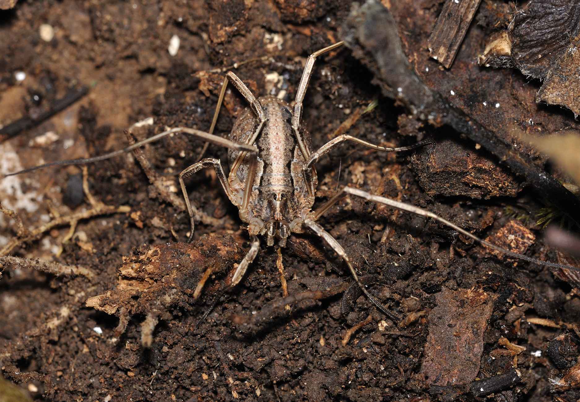 Odiellus cf. troguloides degli Monti Lucretili (RM)